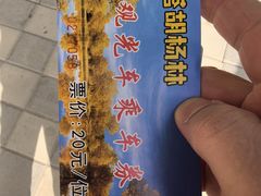 -金塔沙漠胡杨林景区