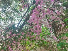 -深圳国际园林花卉博览园