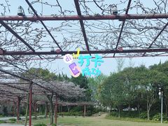 -嘉定紫藤园