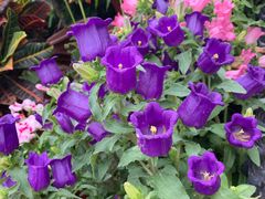 -三圣花乡旅游区