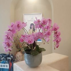 -碧莲盛·不剃发植发