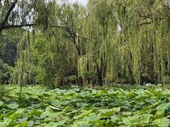 -洛阳市隋唐城遗址植物园