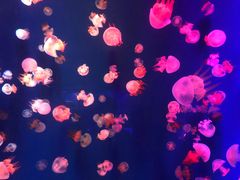 -成都浩海立方海洋公园