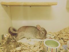 iphone_upload_pic-龙猫仔乐园(惠福东路店)