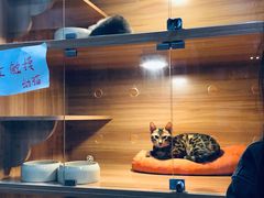-喵百万·布偶·蓝金金渐层英短·猫舍(百子湾店)