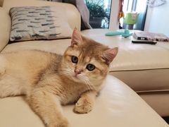 -伟伟宠物医院·CT影像中心·瑞派犬猫综合性门诊(汉口总院)