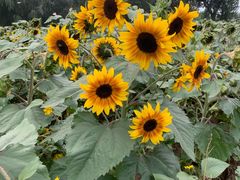 -长白岛森林公园