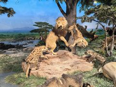 -国家自然博物馆