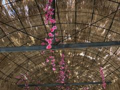 -南汇水蜜桃采摘(大团店)