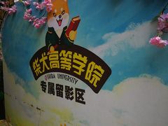 -柴犬高等学院·狗咖·柴犬售卖·宠物训练