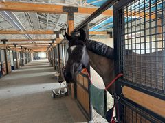 -北京群众马术培训基地