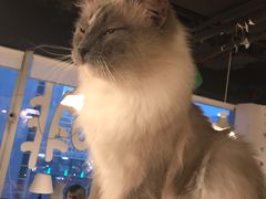-Cappucimeow猫咪咖啡馆(韦伯时代店)