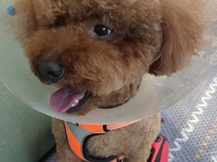 -北京恒爱动物医院(清景园分院)