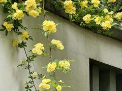 -南京古林公园
