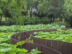 -陈家山荷花公园