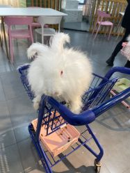 -Moni星球萌宠·小马宝莉·灵蛇·高端高阶全萌宠互动体验俱乐部(红豆国际广场店)