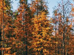 -白鹭湾湿地公园