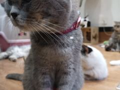 -猫色咖啡·猫咖