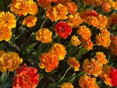 -朝阳公园游乐园