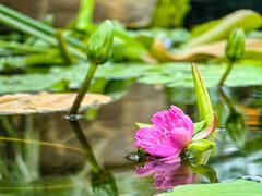 -国家植物园