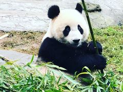 -都江堰中华大熊猫苑