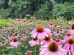 -黑龙江省森林植物园