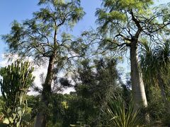 -东莞植物园