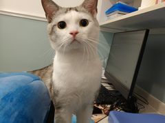-纳吉亚猫专科动物医院·北北分院