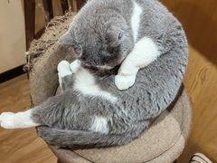 -滚猫咖啡·猫咖·猫友好撸猫(未来城店)
