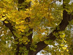 -三里屯东五街银杏大道