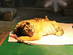 -上海野生动物园