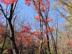 -关门山森林公园