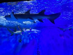 -太平洋海底世界