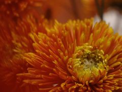 -循礼门鲜花花市(武汉循礼门店)