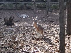 -清迈夜间动物园
