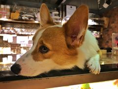 -more than meow吴止猫主题餐厅(承德 中船汇店)