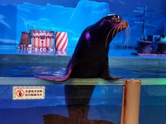 -大连圣亚海洋世界