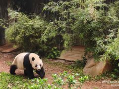 -广州动物园