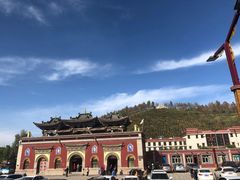 -塔尔寺菩提树