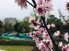 -桂溪生态公园