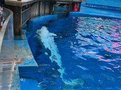 -海合安成都极地海洋公园