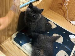 -屋虎猫馆(宝安大仟里店)
