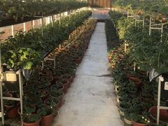 -建德果蔬乐园绪塘草莓基地