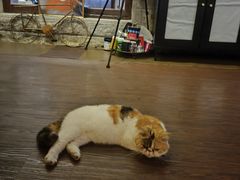 -猫岛主趣味餐厅(鼓浪屿店)