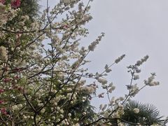 -西苑公园