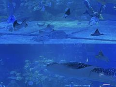 -烟台海昌鲸鲨海洋公园