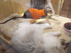 -屋虎猫馆(宝安大仟里店)