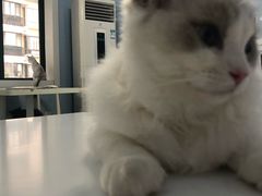 -喵的天空名猫咖啡馆·撸猫·猫舍·用品