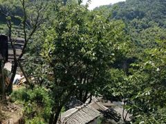 -岭上人家金屋瑶筐烤全羊(永嘉店)