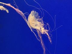 -江和美海洋公园